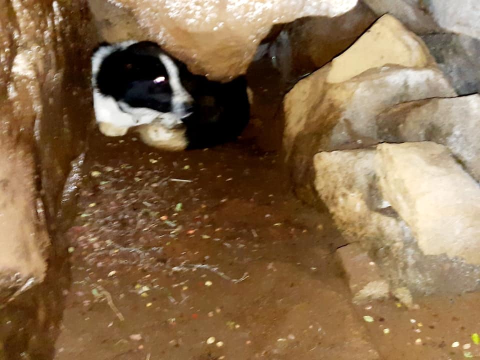 dog rescue