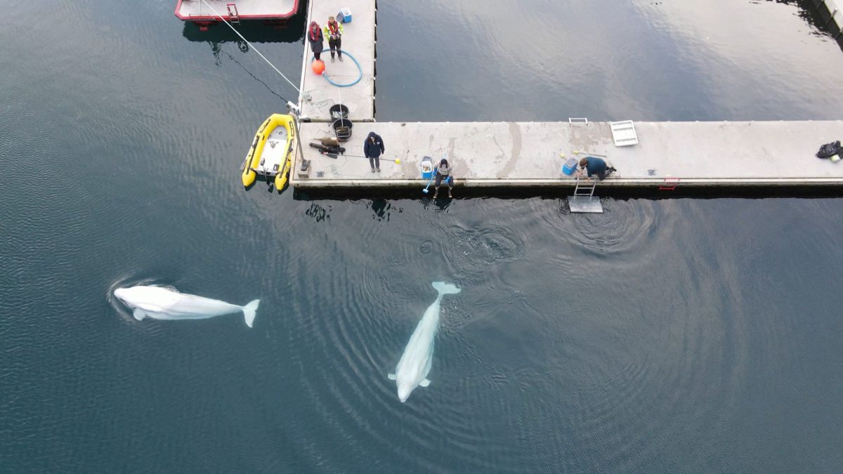 Beluga Whales Take First Swim In New Home