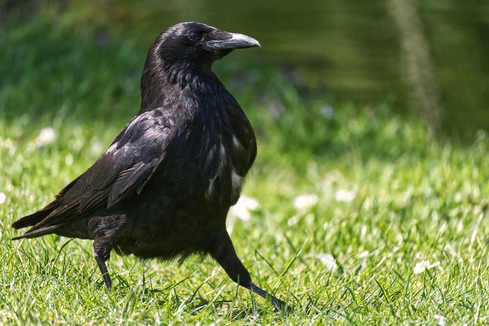 raven