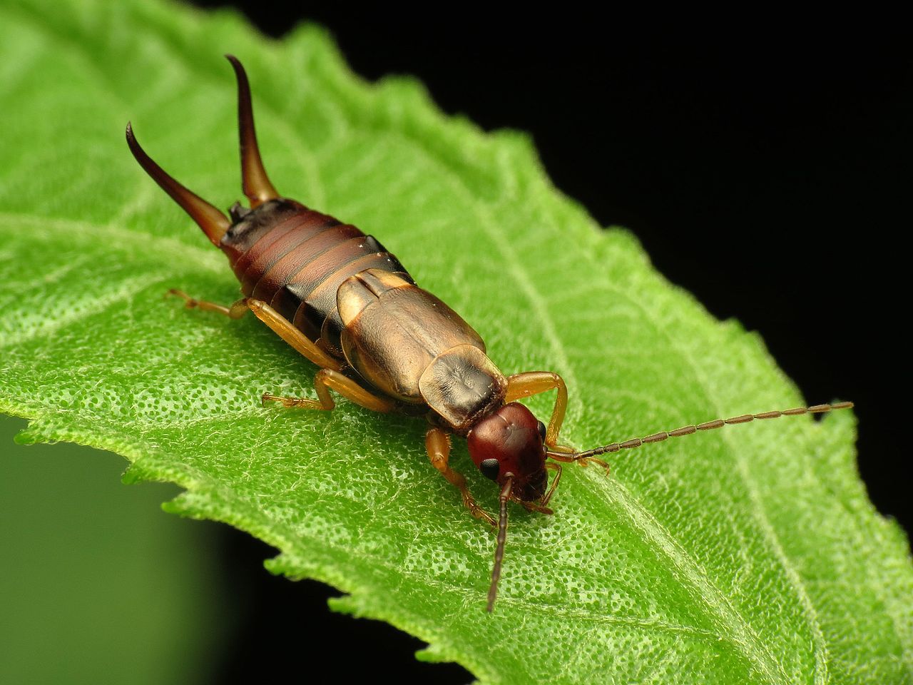 From Iceland – Autumn is coming: It’s Earwig Season Again