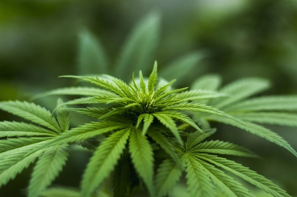 Industrial Hemp Thriving In Grímsnes