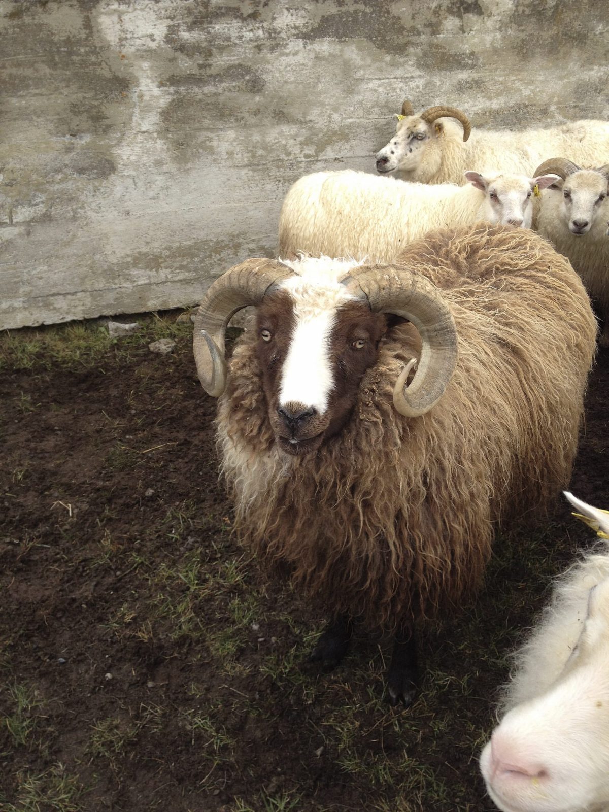Autumn Activity Guide: Or At Least The Closest Thing Iceland Has To Autumn