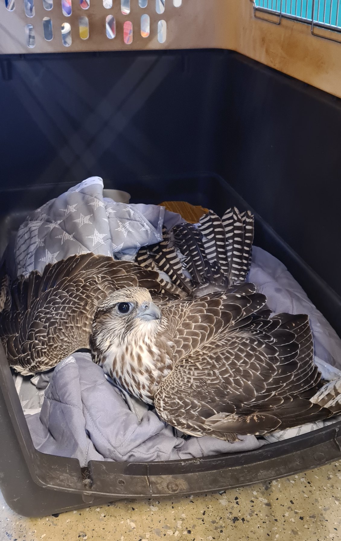 Police Rescue Falcon On Suðurlandsvegur