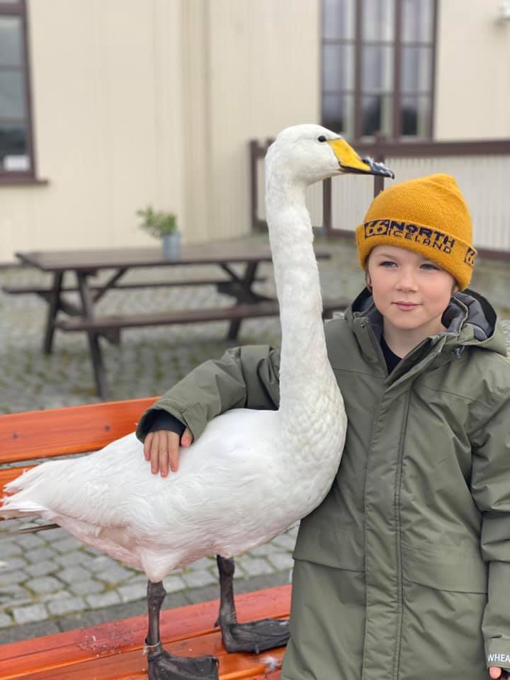 From Iceland - A child becomes a friend of Swans - Iceland pigs