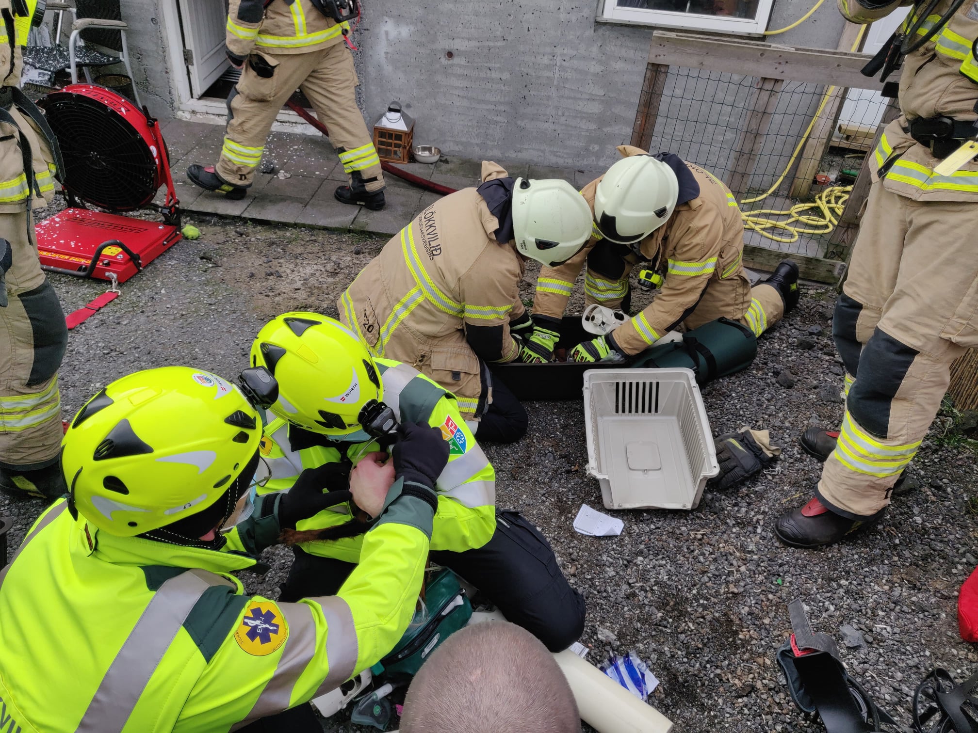 Six Dogs Die In Kópavogur Fire