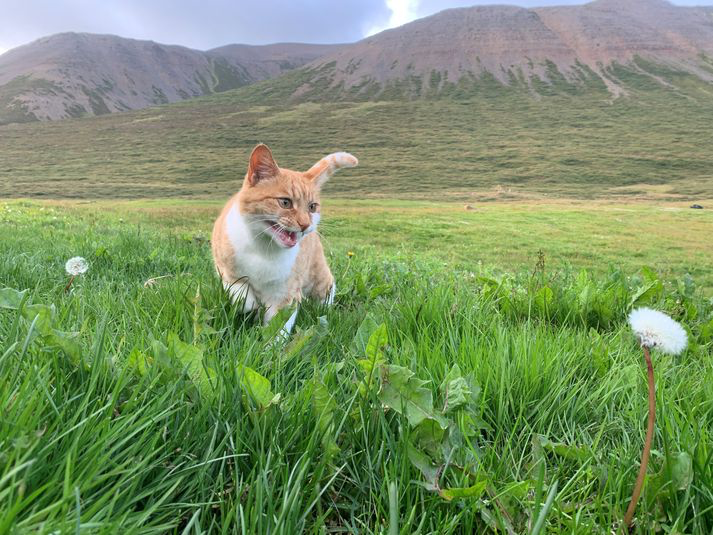From Iceland - The cat Gunnlaugur goes on a magnificent adventure!
