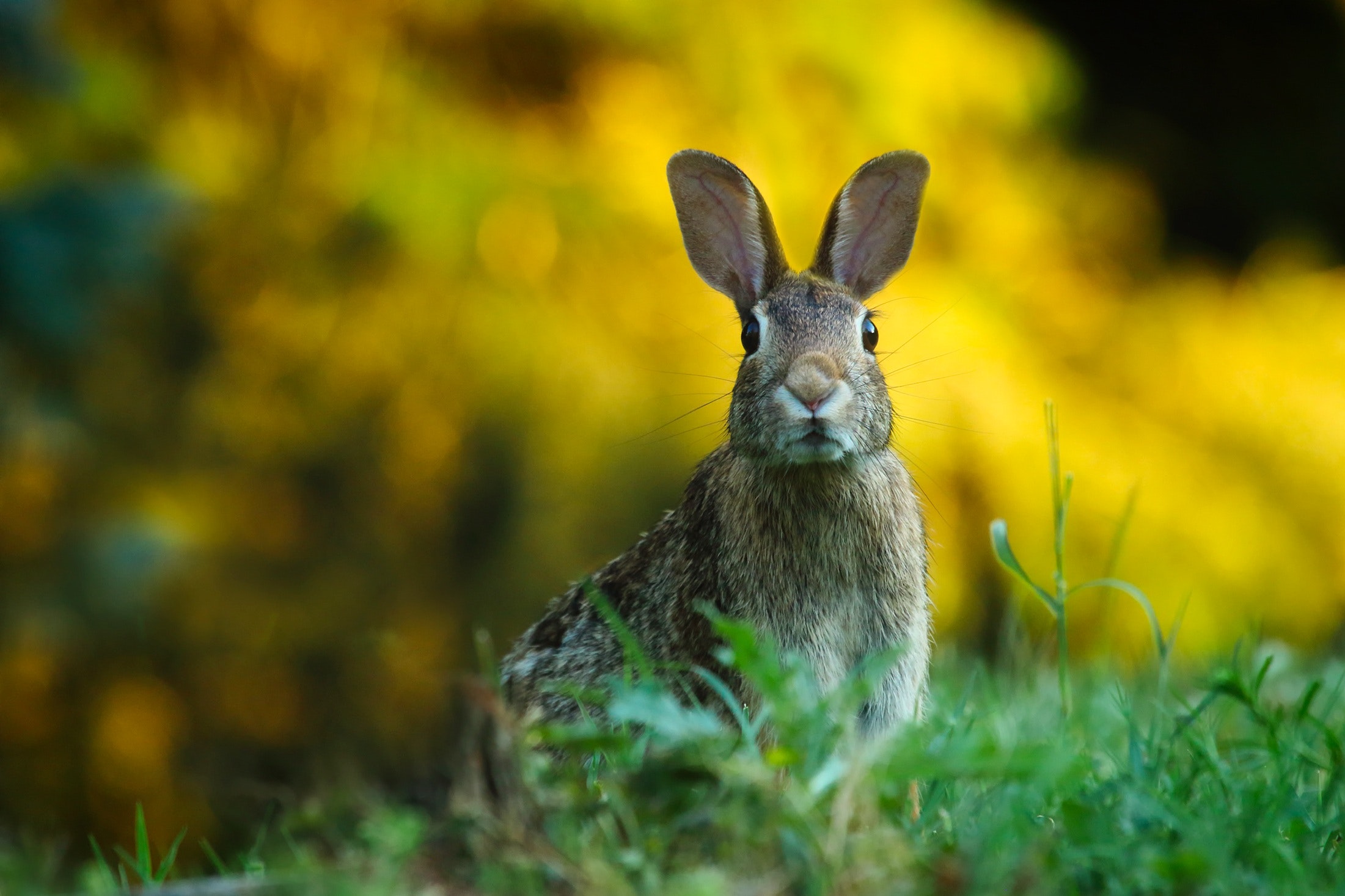 From Iceland - Rabbits in Iceland to deal with their epidemic