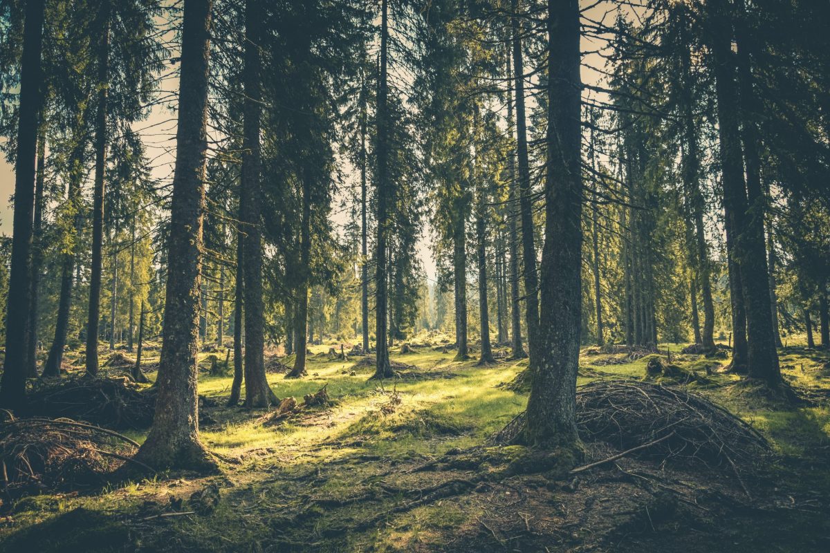 New Project Launched To Plant More Trees In Iceland