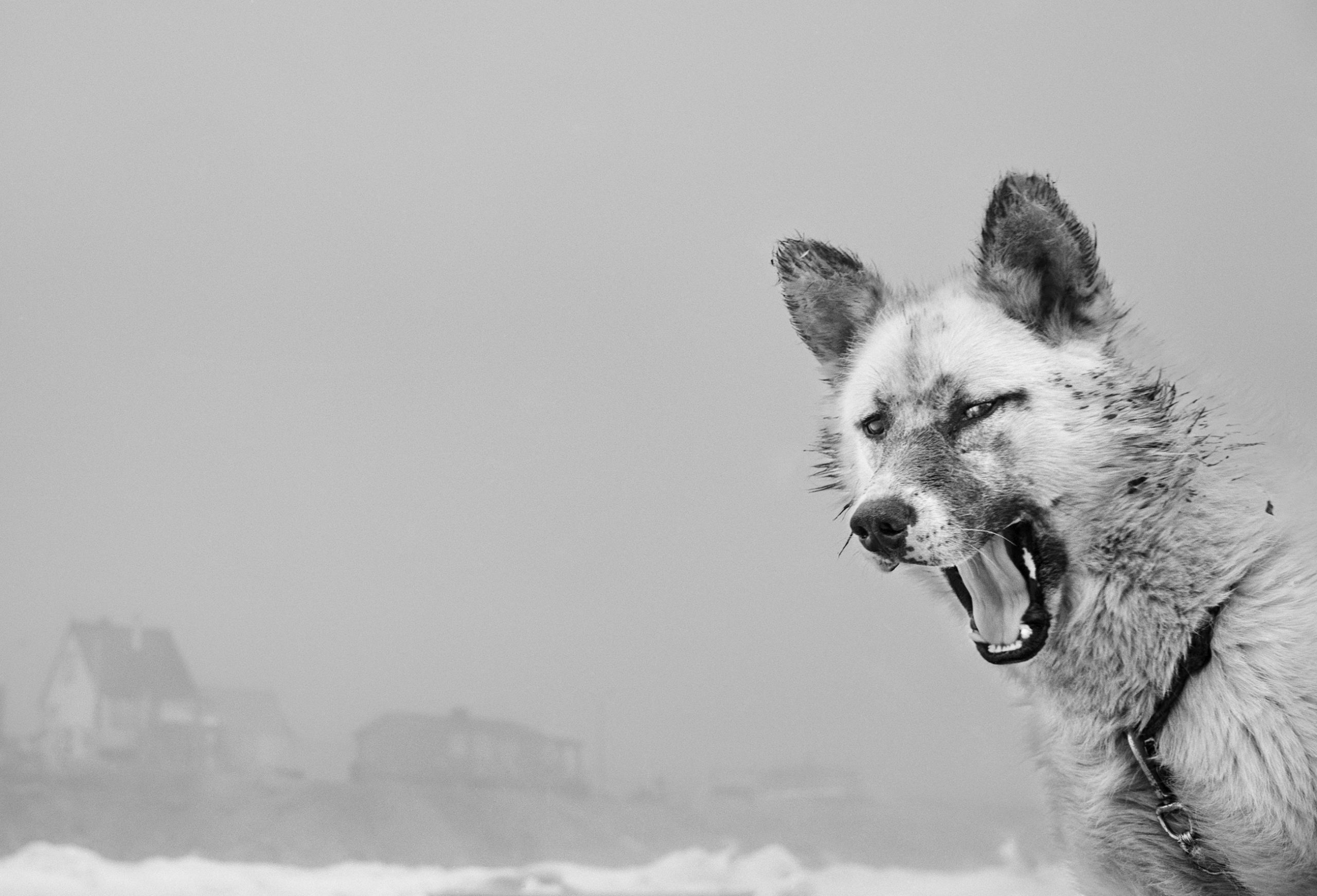 The Backbone Of The Arctic: Ragnar Axelsson Celebrates The Legacy Of The Greenlandic Sled Dog