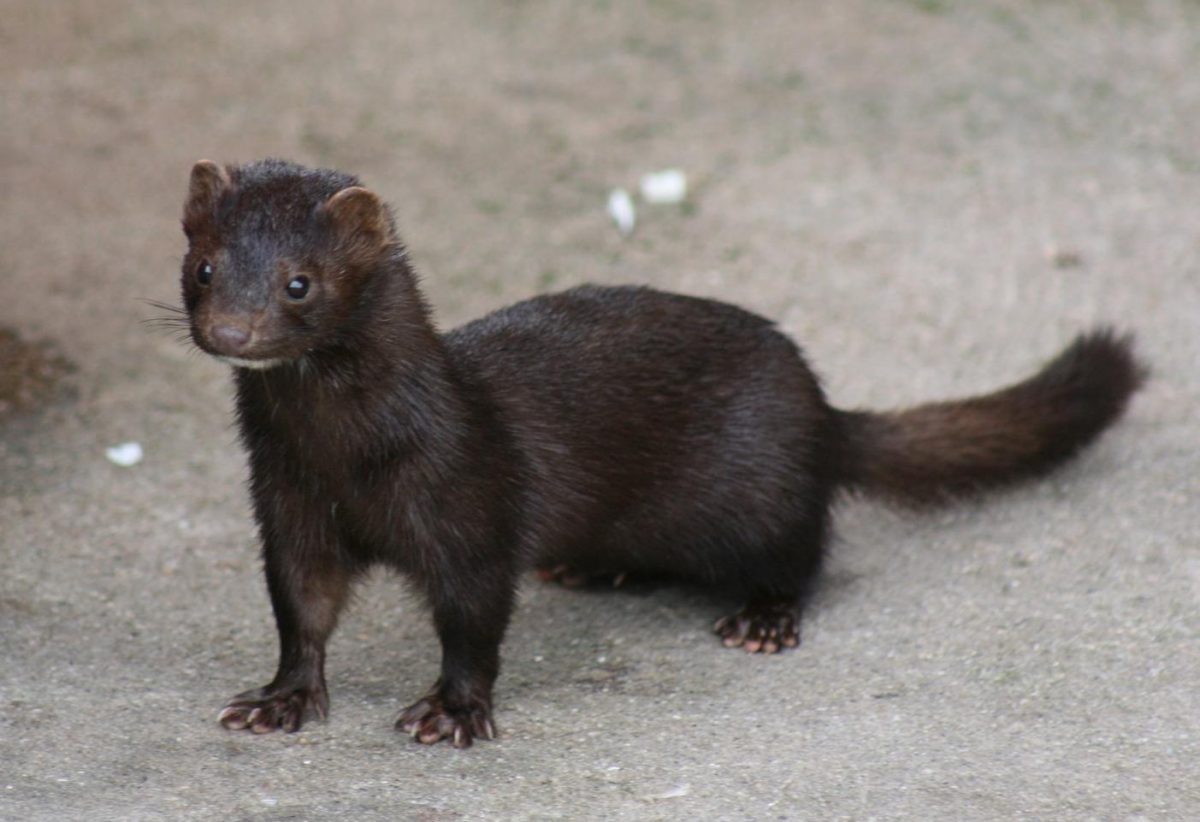 COVID-19 Screening To Be Carried Out On Mink
