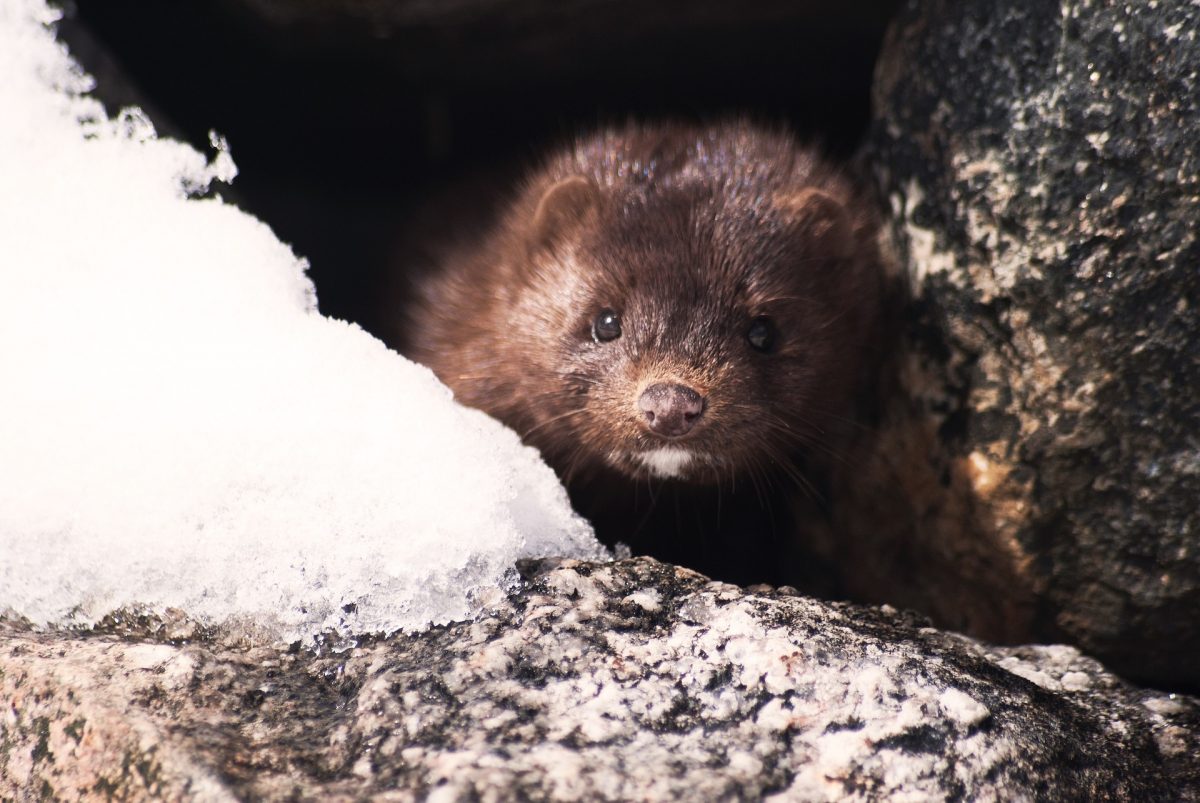 Vegans Call For The End Of the Mink Fur Industry