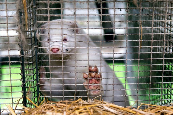 No COVID-19 Found In Icelandic Mink
