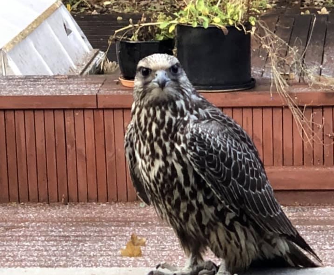 Falcon Bites Off More Than It Can Chew
