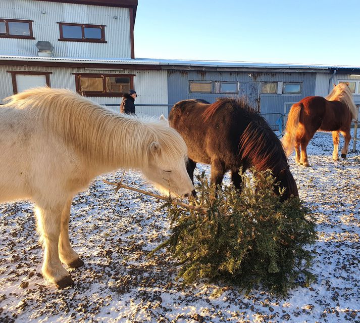 From Iceland - Christmas tree given to horses and goats