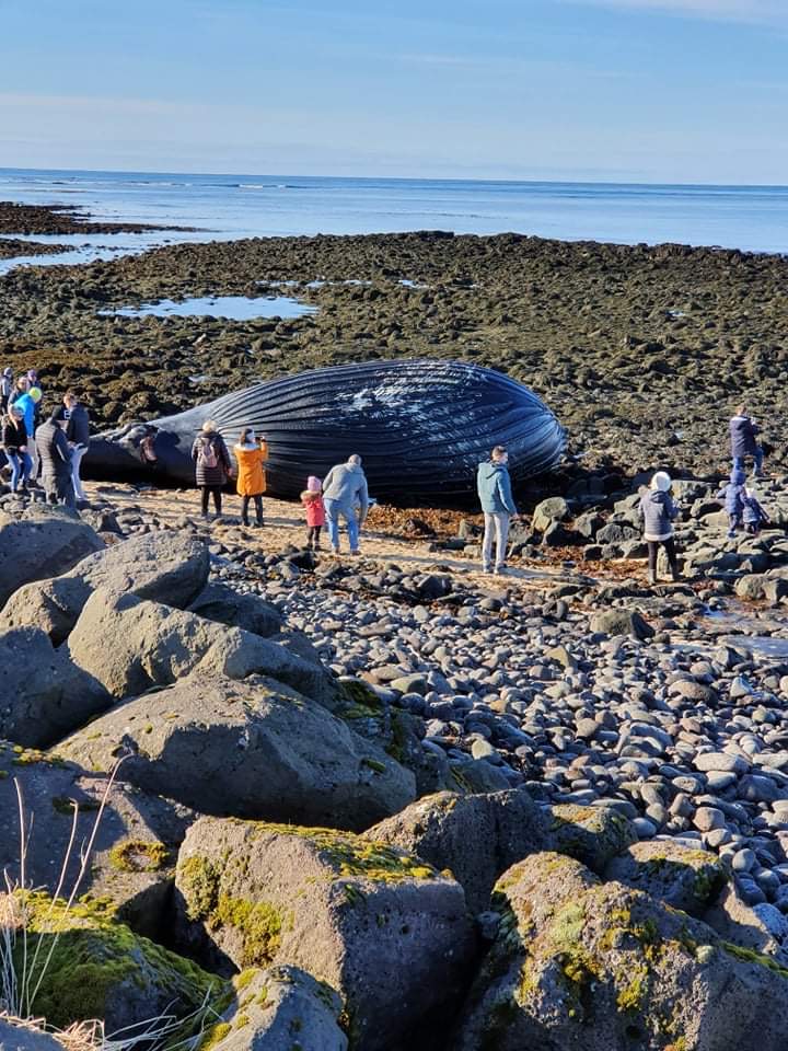 From Iceland – Whale carcass on Garðskagi pulled out to sea