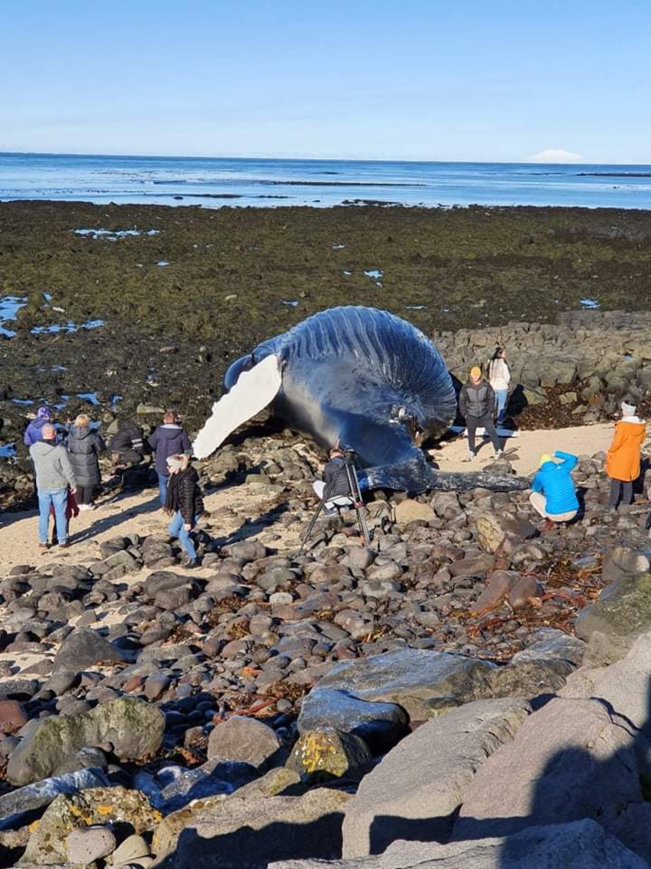 People Warned Against Approaching Beached Whale In Garðskagi