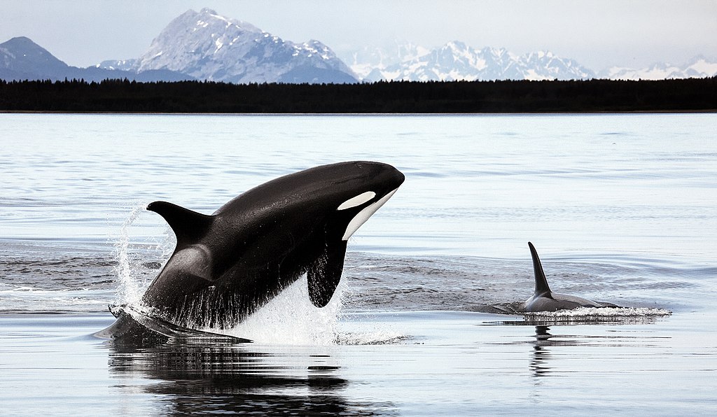 Persistent Substances Threaten The Health Of Orcas In Iceland