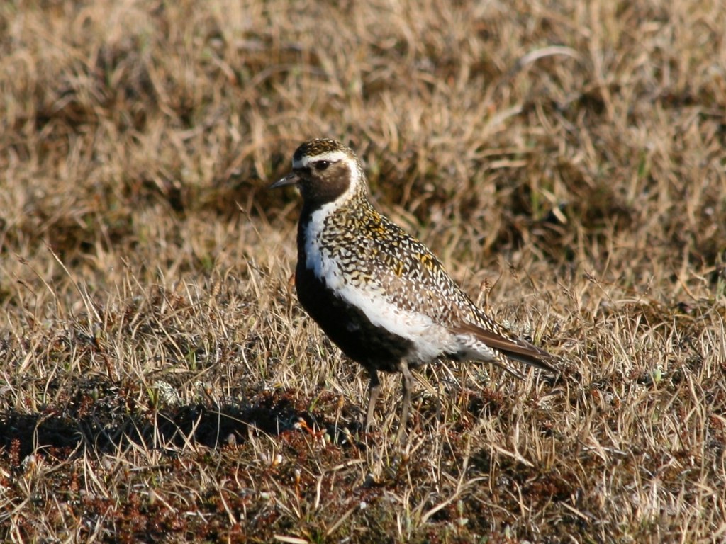 Heiðlóan Has Been Voted Bird Of The Year 2021