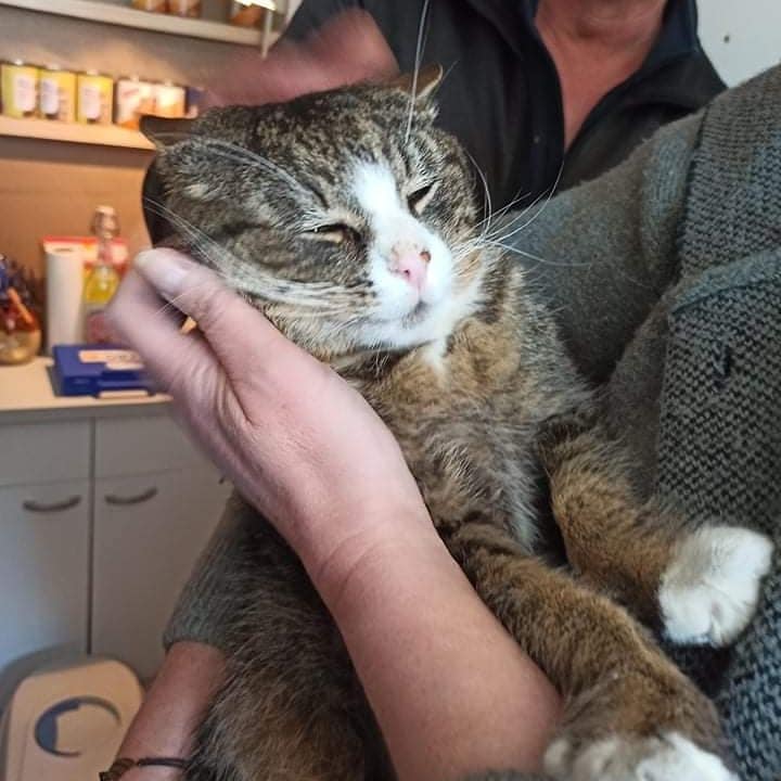 Missing Cat Found After 8 Years