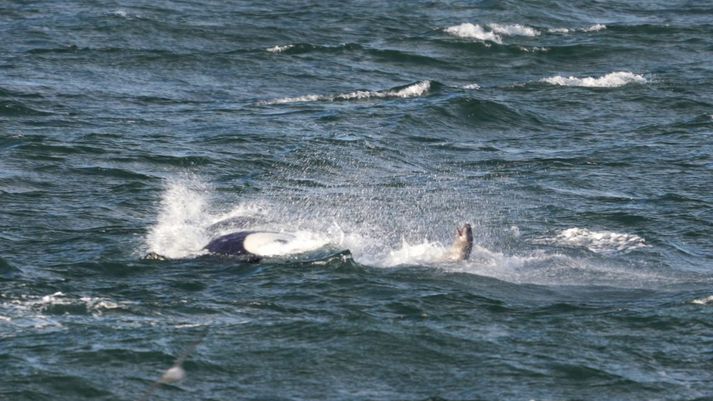VIDEO: Family Of Killer Whales Make A Game Of Hunting A Seal
