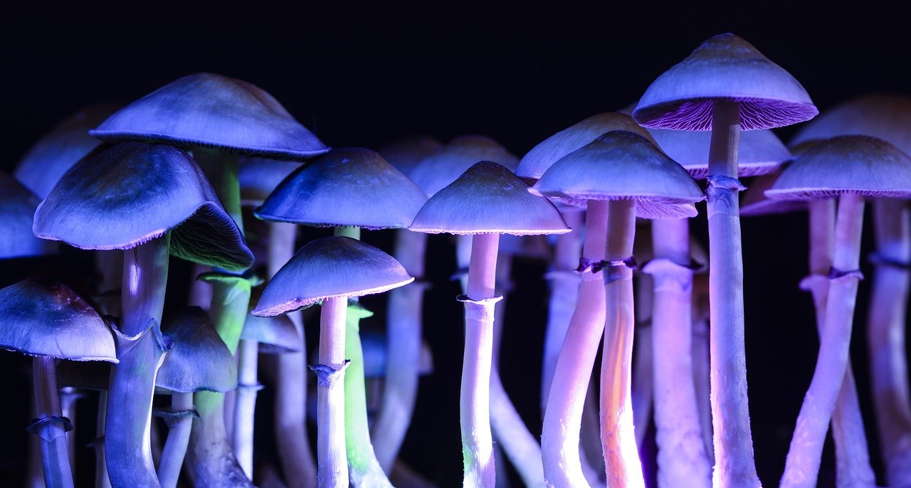 Hopes That Treatment With Hallucinogenic Mushrooms Will Be Allowed In The Country