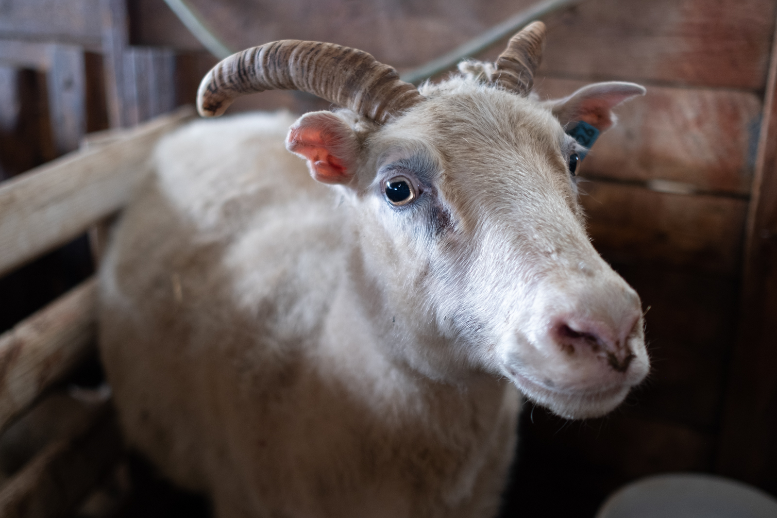 Icelandic Sheep Farmers Using GPS And Drones For Yearly Roundup