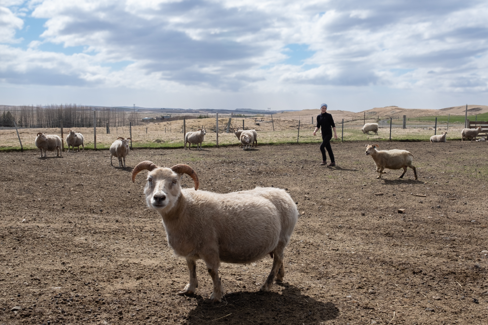 Up To A Decade To Breed Scrapie-Free Sheep