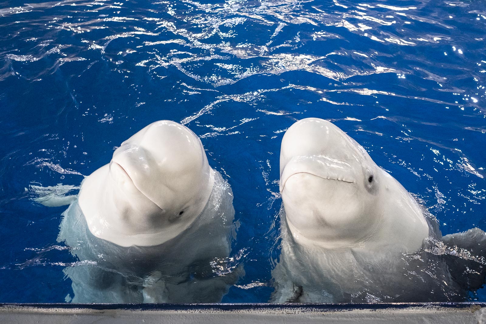 Belugas Receive New Home In Klettsvík Bay
