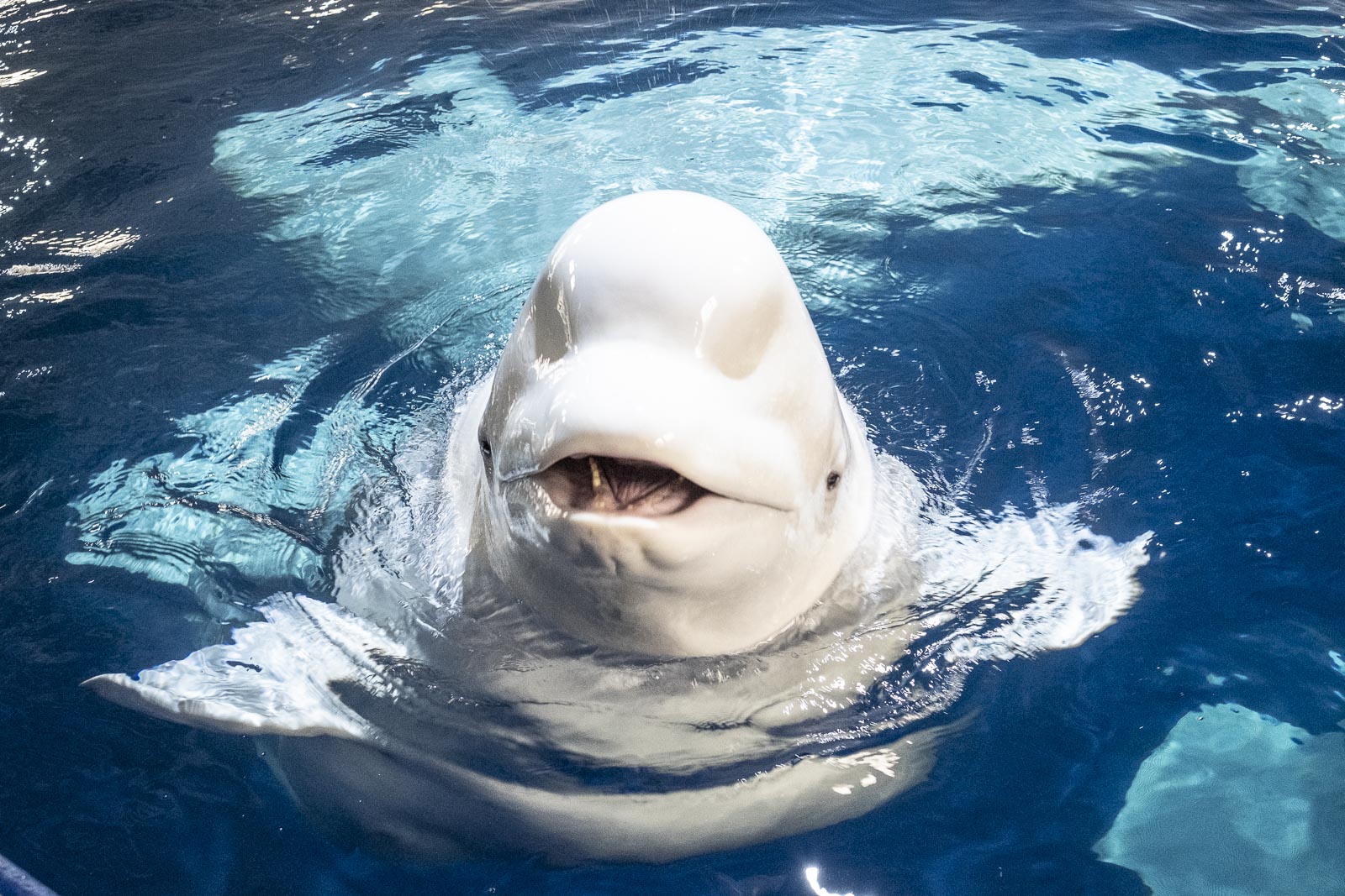 Befriending Belugas & Puffins: Behind The Scenes Of The Beluga Whale Sanctuary