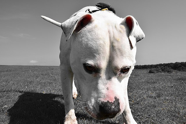 Three More Dog Breeds Banned In Iceland
