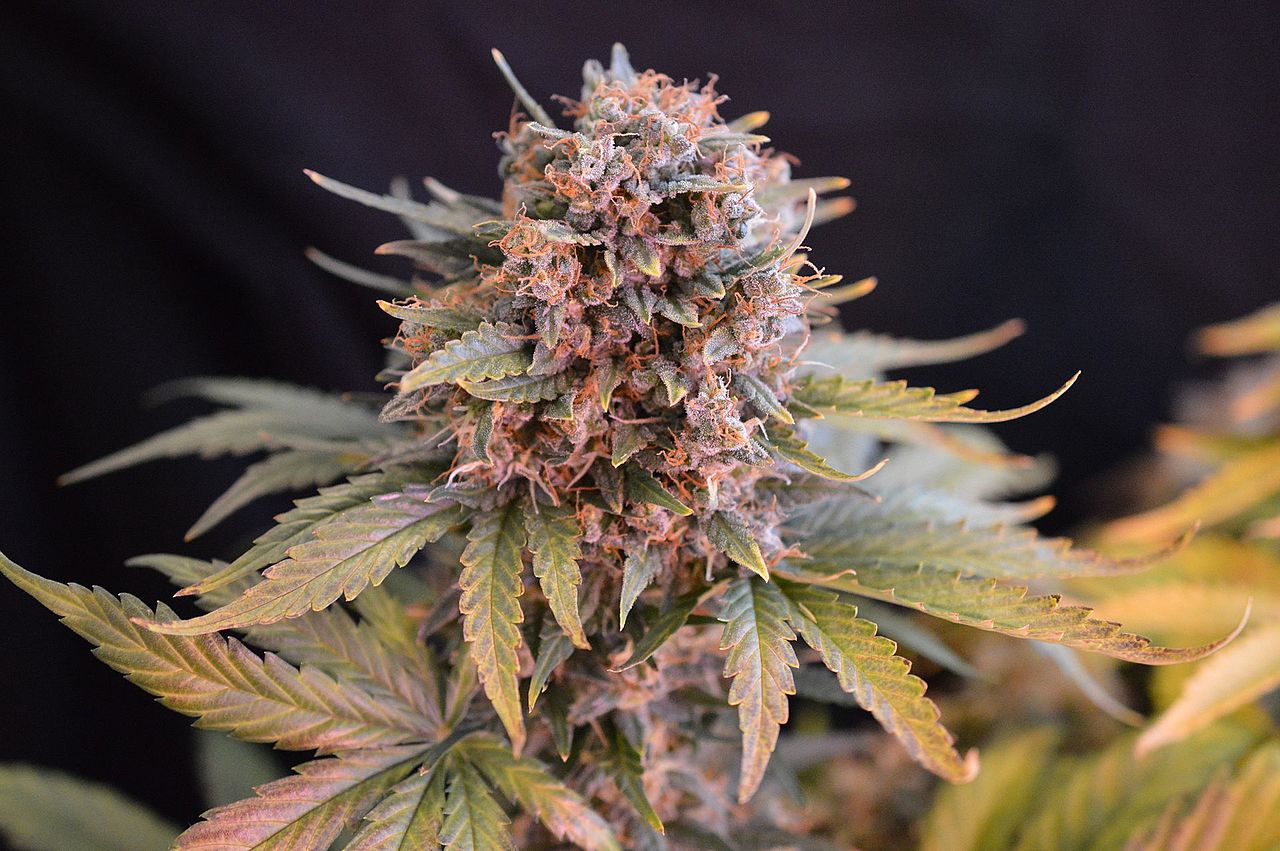 Police Use Red Cross’s Name Without Permission In Anti-Cannabis Ad
