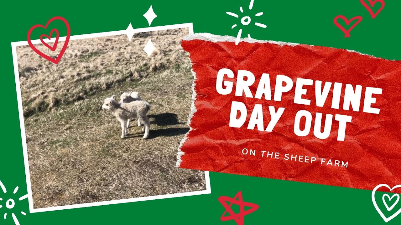 Grapevine Day Out: A Sheep Farm In Lambing Season