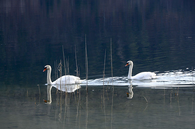 Possible Polar Bear Sighting Was Actually A Swan