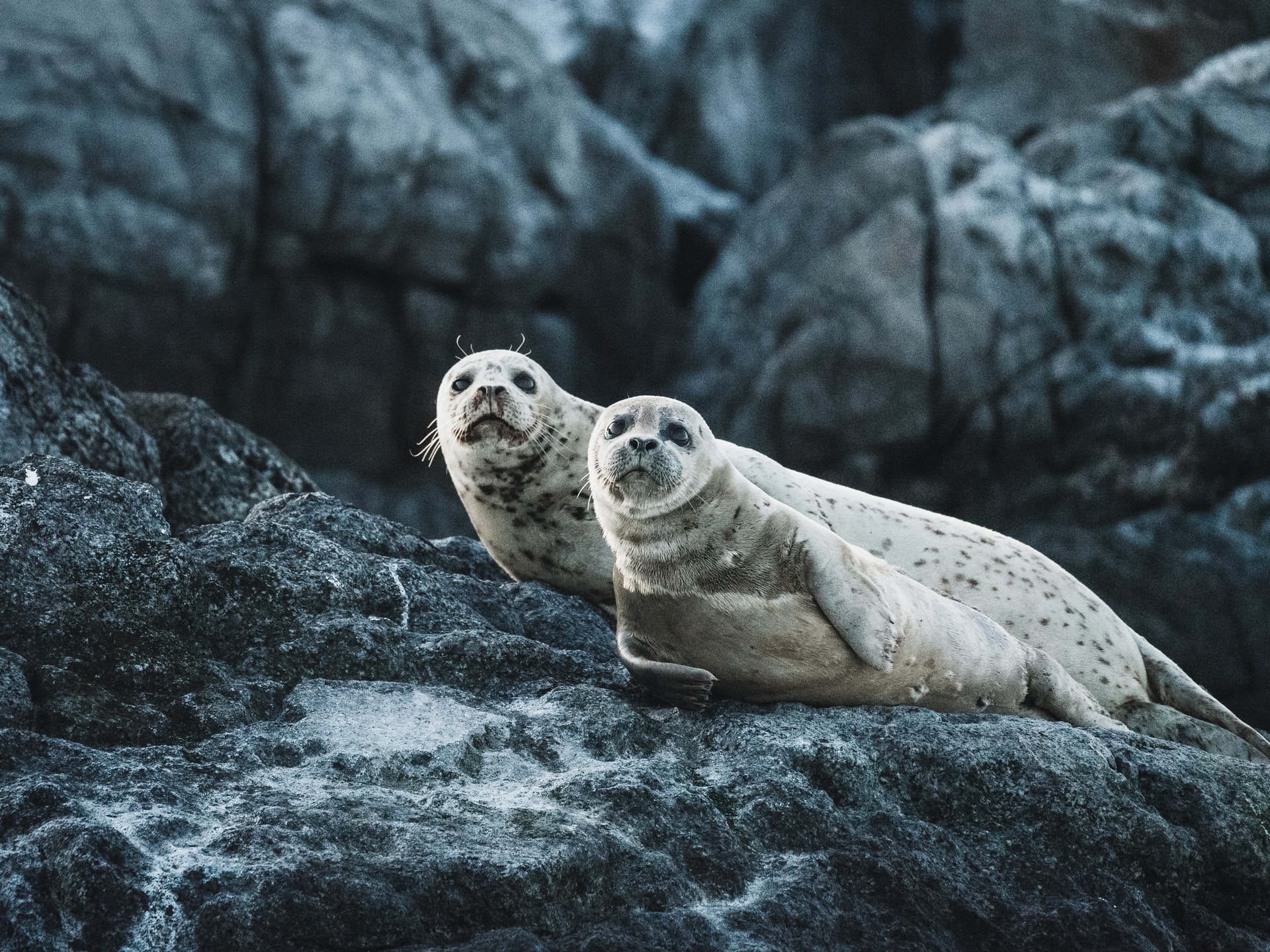 Latest Seal Census Reason For Optimism?