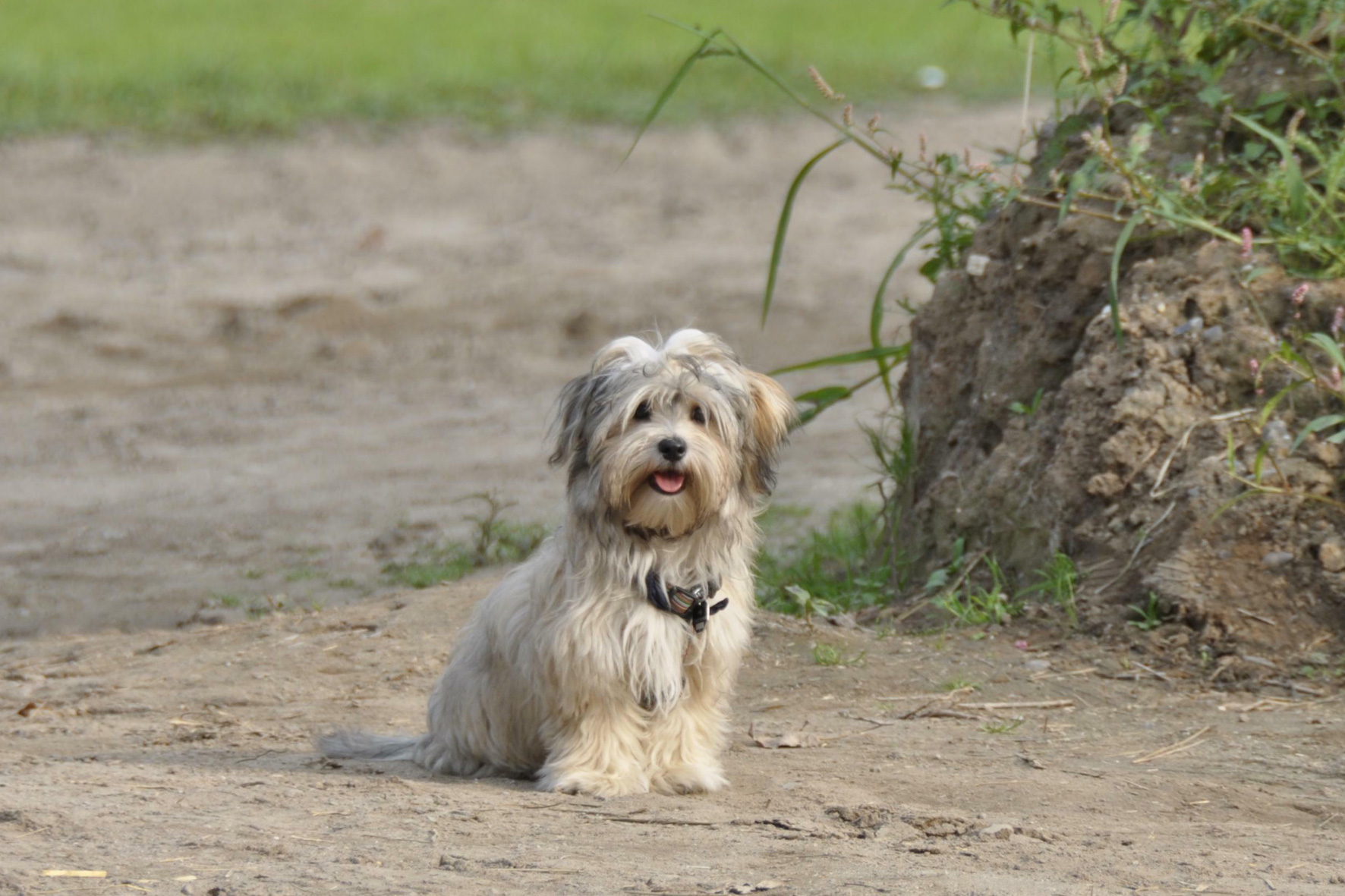 Dog Ownership Increased During Pandemic