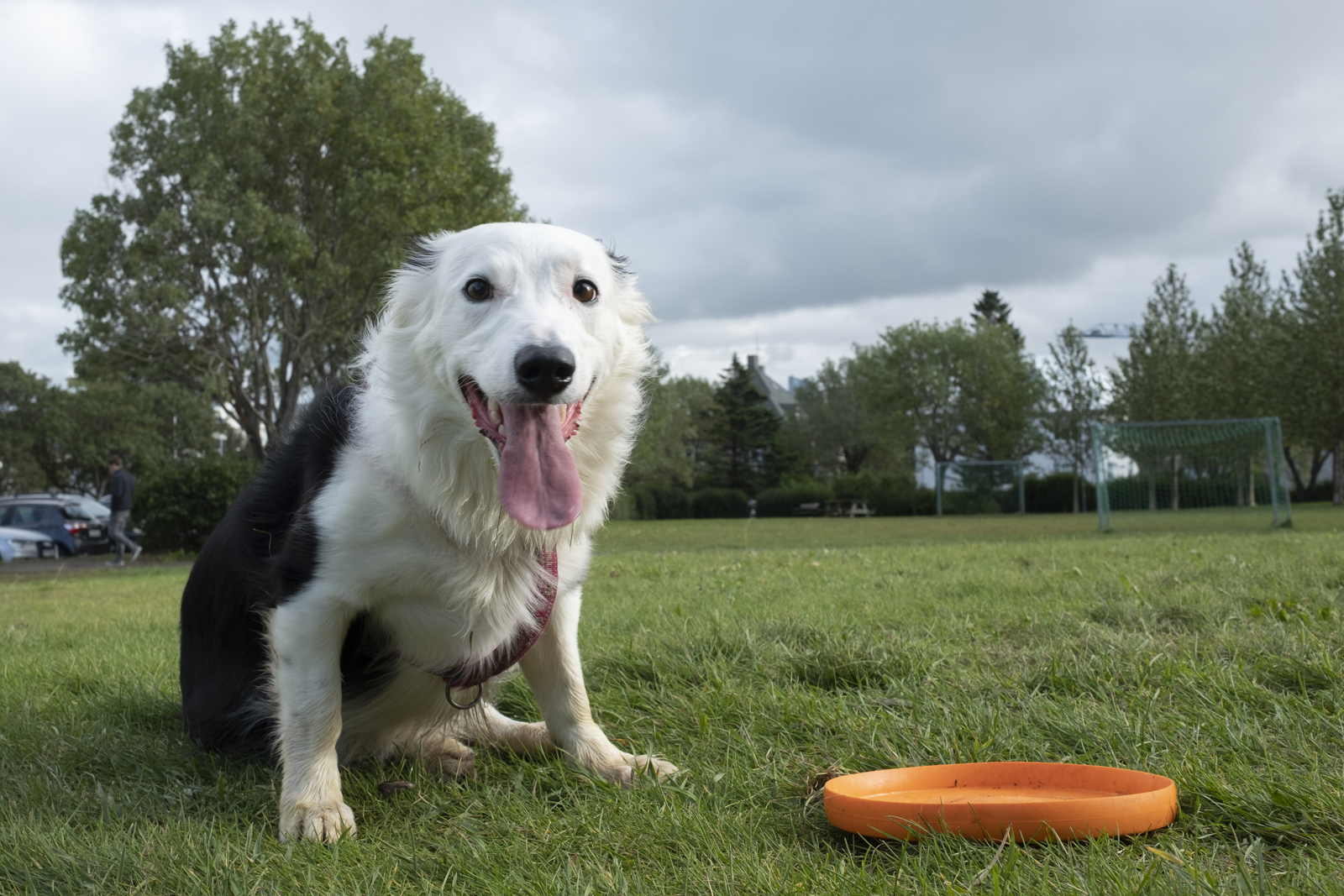 Coughing Bug Plaguing Dogs In Reykjavík