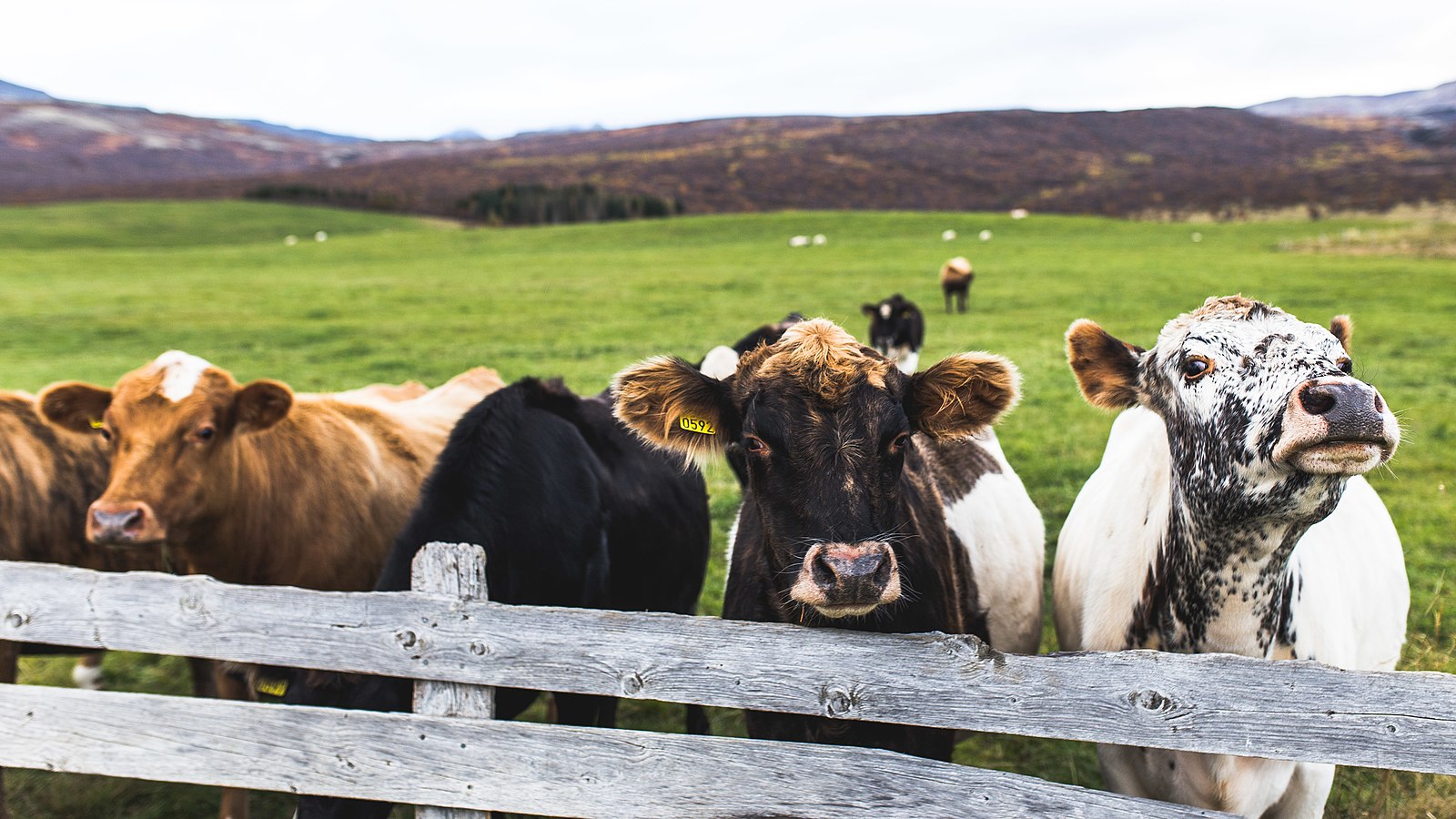 Naming Icelandic Cattle, From Katla to Kartöfluupptökuvél