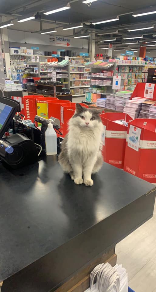 Skeifan’s Famous Cat Warming Hearts On Facebook
