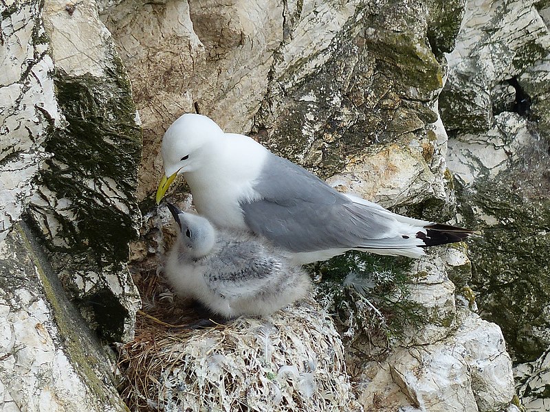 Family Rescues A Kittiwake In Westman Islands