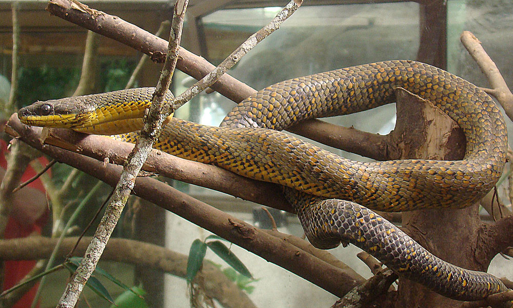 Authorities Call For Investigation Of Suspected Smuggler Of Reptiles And Tarantulas