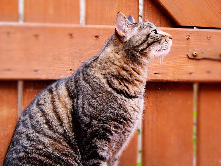 What Are Icelanders Talking About? Municipal Elections, Akureyri, And The Cat Ban