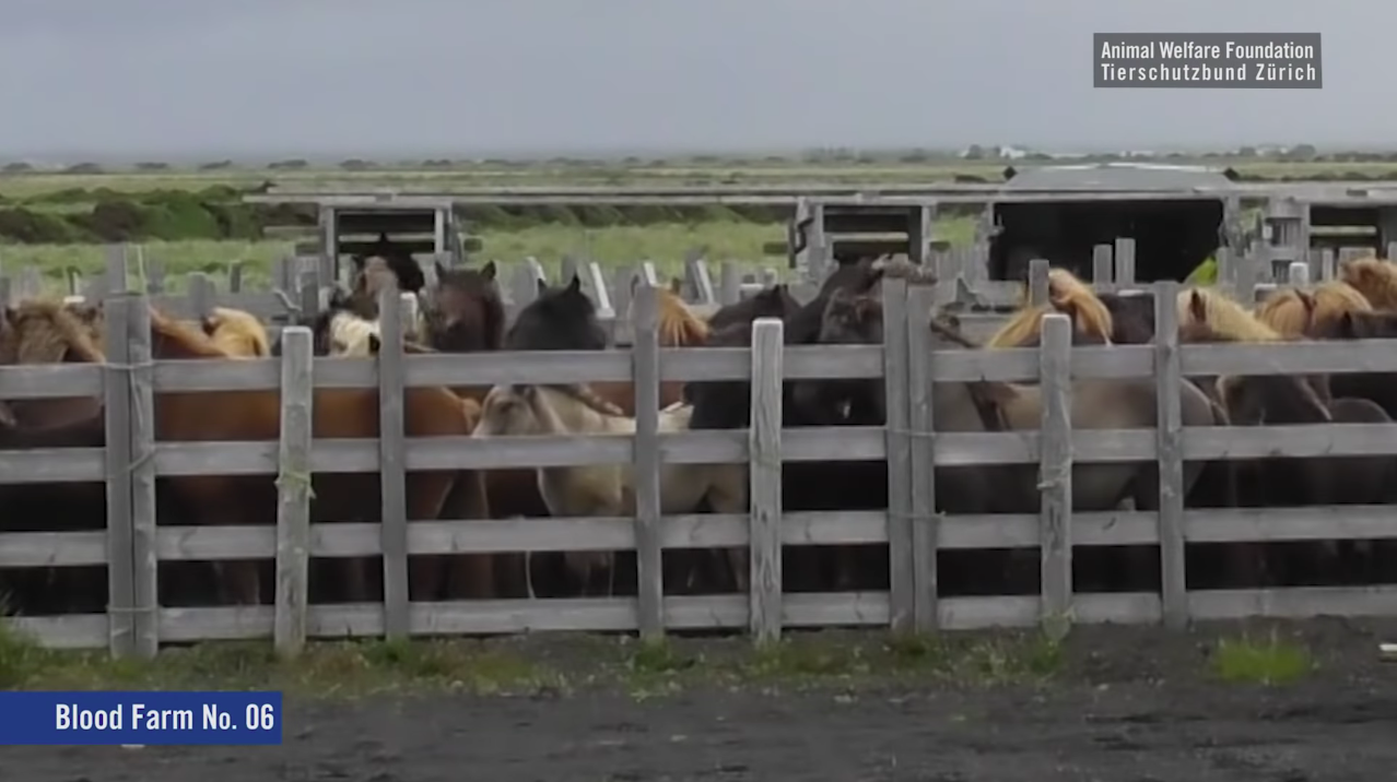 VIDEO: Animal Welfare Foundation Issues Scathing Report On Icelandic “Blood Farms”