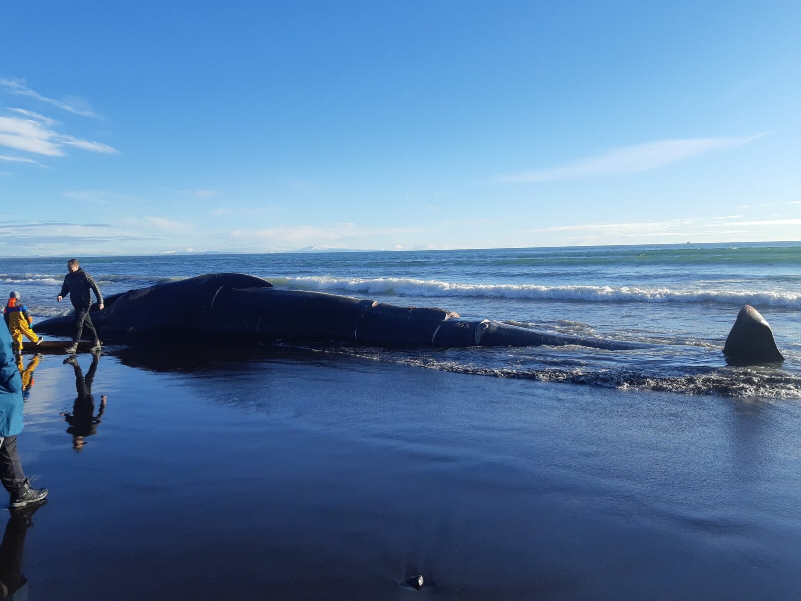 Beached Whale To Be Buried This Week