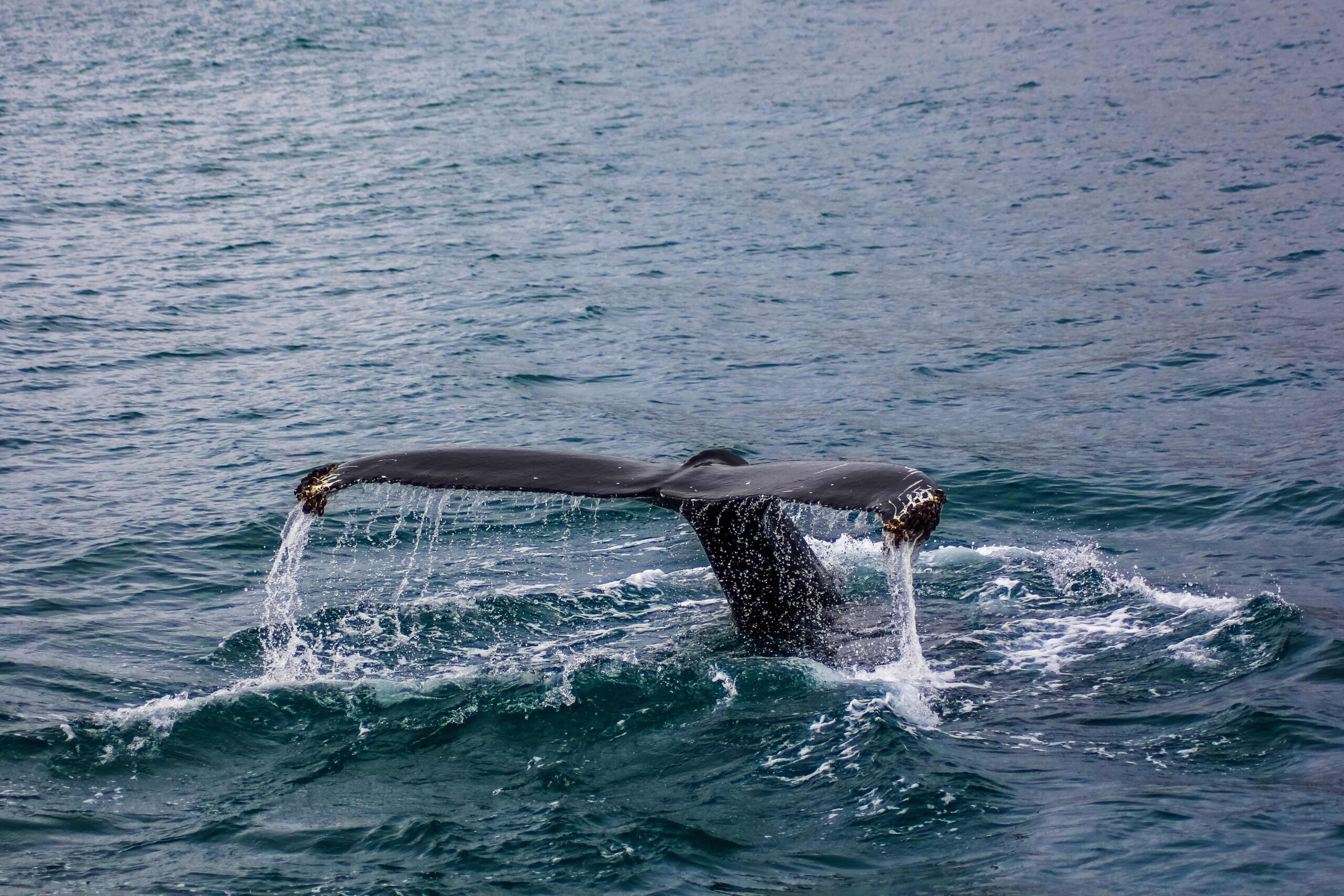 Iceland Plans To End Commercial Whaling By 2024