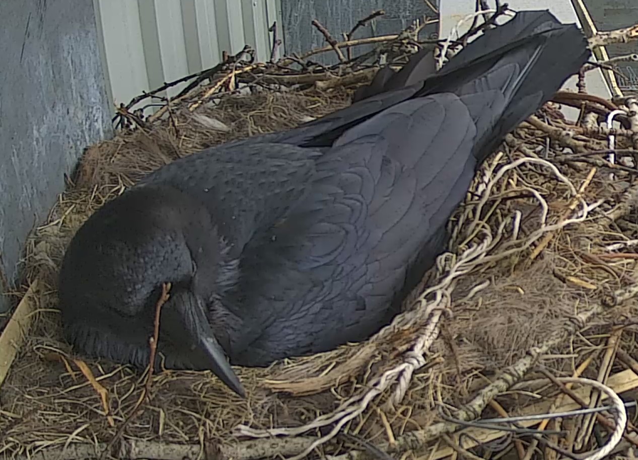 THIS JUST IN: Raven Has Laid Six Eggs, Livestream Active
