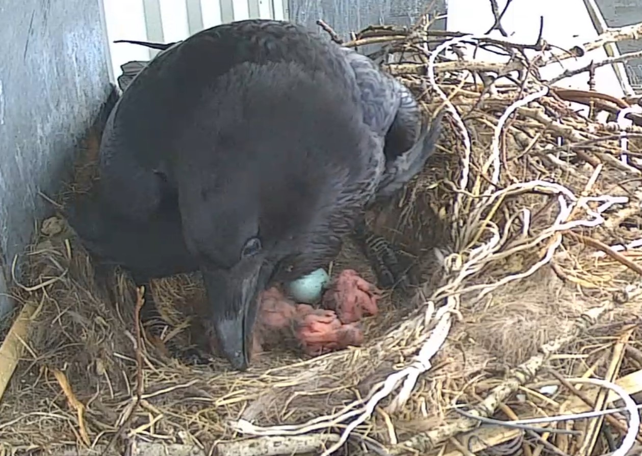 BREAKING: The Raven Eggs Have Hatched