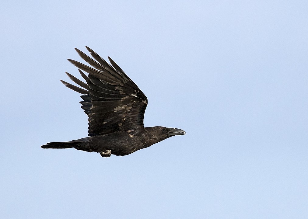 Power Line to Westman Islands Temporarily Shut For Ravens