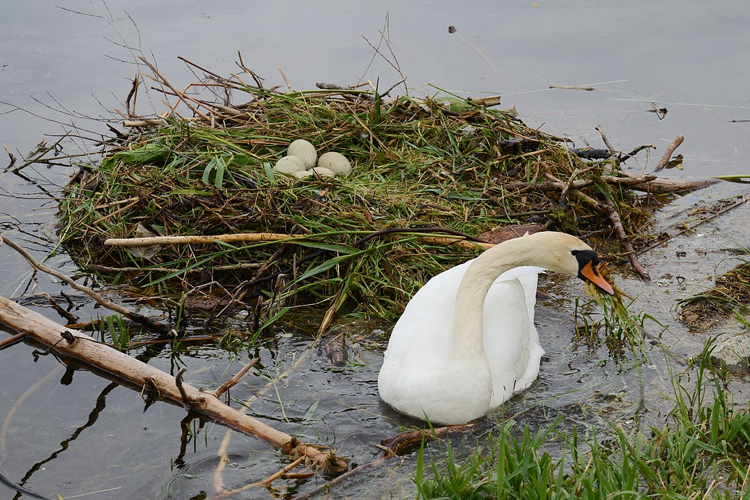 Swan Wasn’t Shot, Driver Takes Responsibility