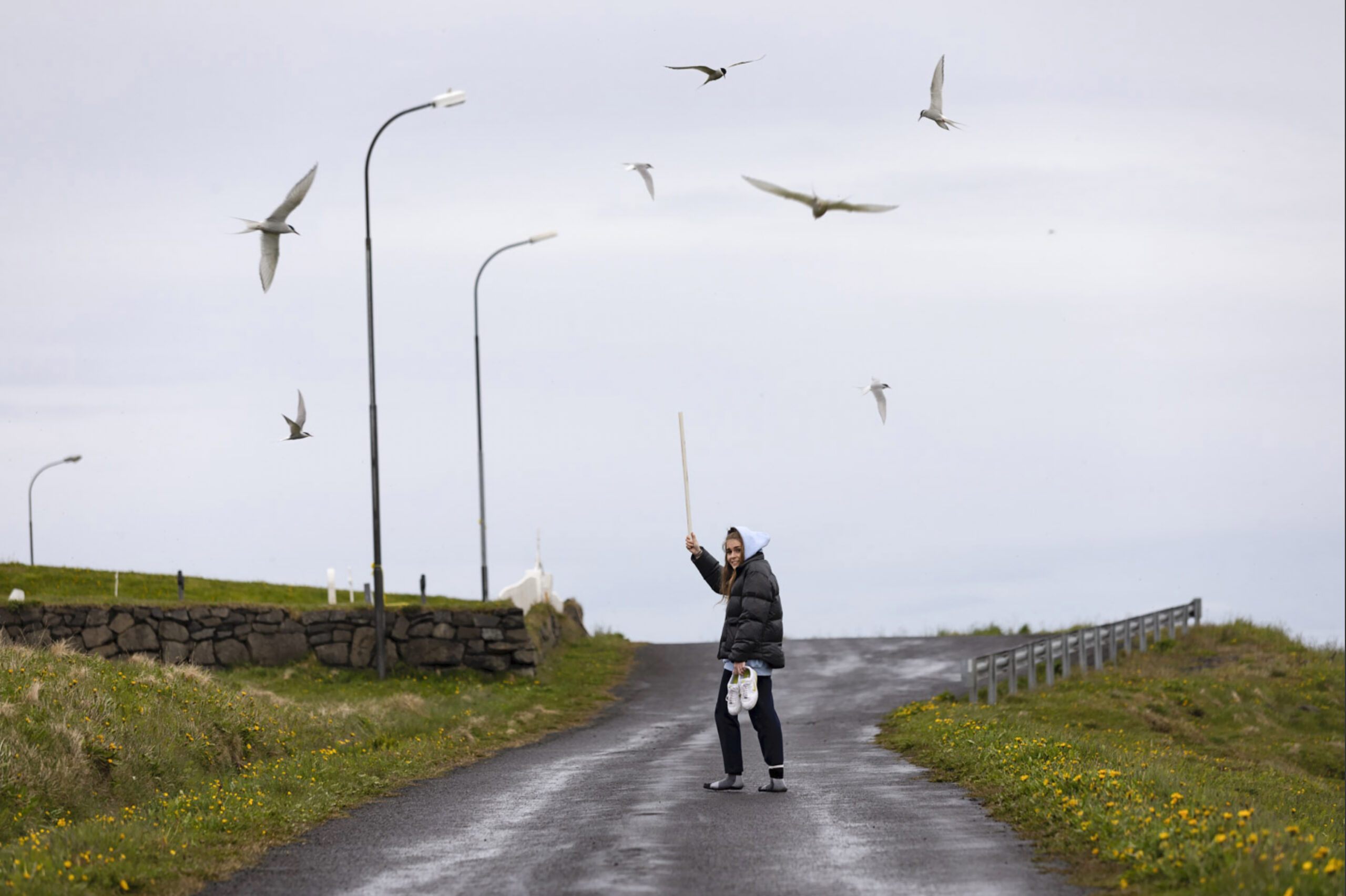 Ask An Expert: How To Avoid an Arctic Tern Attack