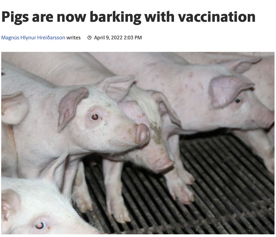 Lost In Translation: Pigs Might Bark